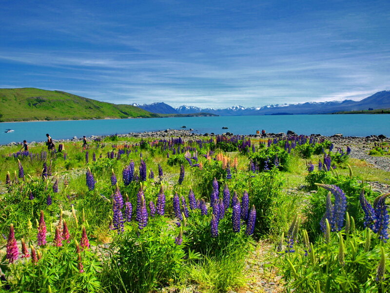 Purple Lupine Flowers — Blue, Serene, Summer, Photograph
