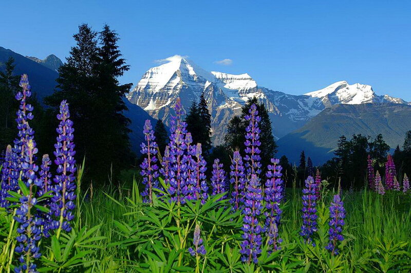 Purple Lupine Flowers — Blue, Serene, Summer