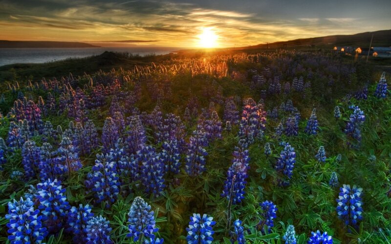 Purple Lupine Flowers — Blue, Serene, Sunset, Photograph, Sea, Hills