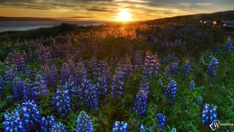 Purple Lupine Flowers — Blue, Serene, Sunset, Photograph, Sea