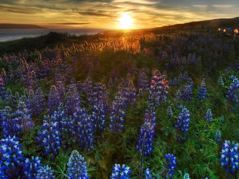 Purple Lupine Flowers — Blue, Serene, Sunset