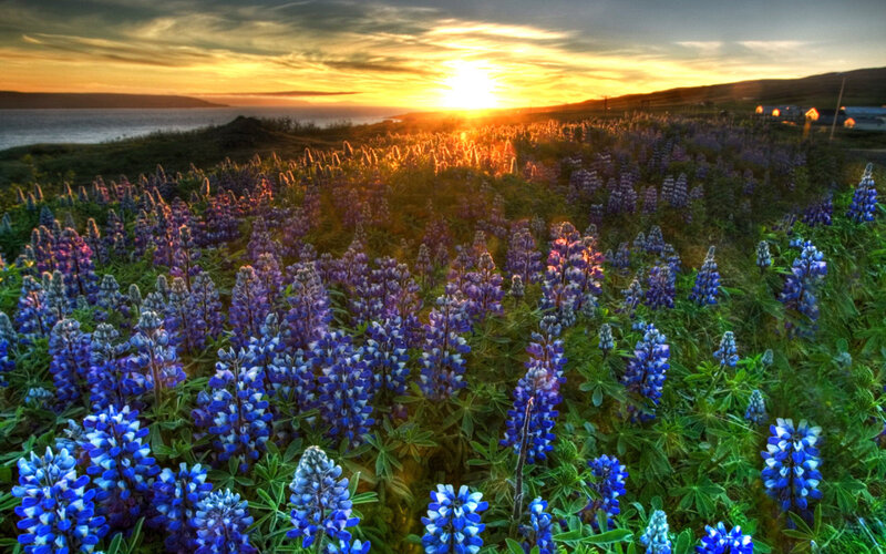Purple Lupine Flowers — Blue, Serene