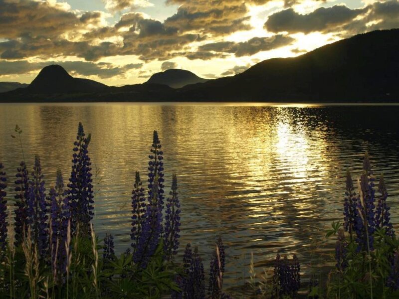 Purple Lupine Flowers — Blue