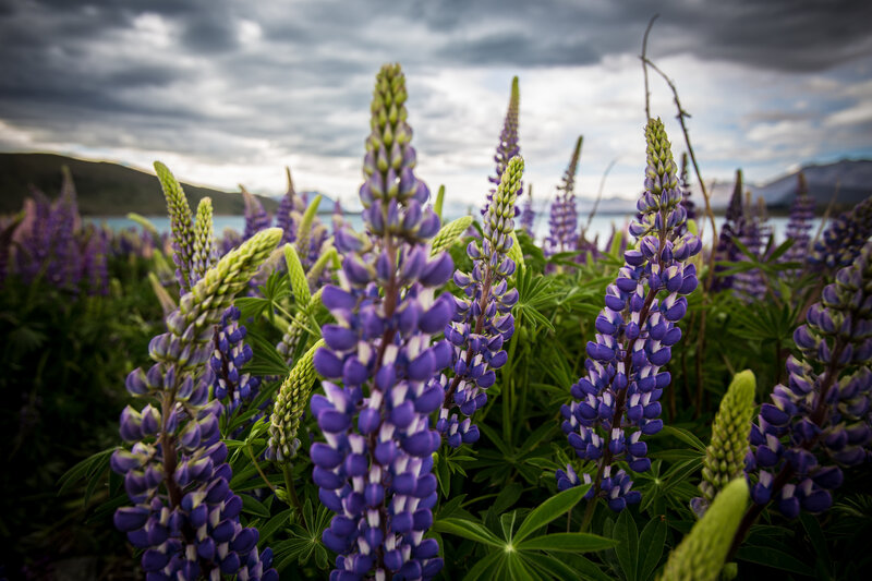 Purple lupine flowers by a lake