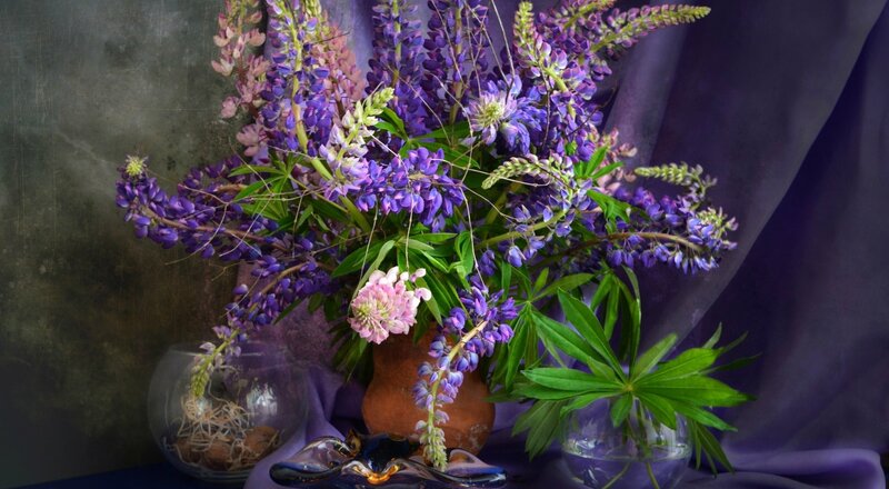 Purple Lupine Flowers — Calm, Photograph
