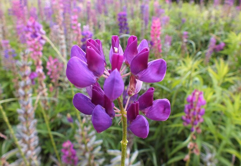 Purple Lupine Flowers — Calm, Summer