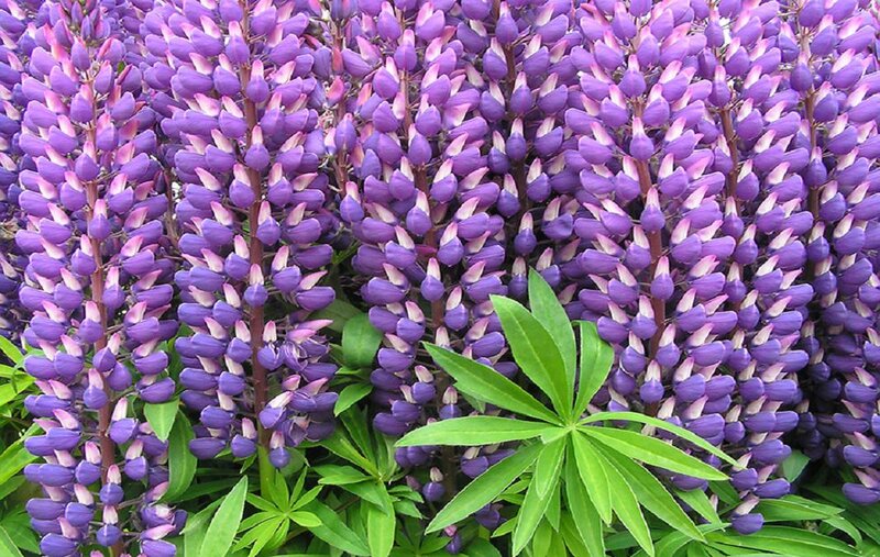 Purple Lupine Flowers — Calm