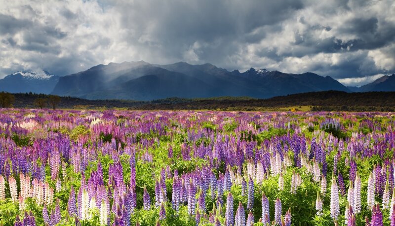 Purple Lupine Flowers — Dramatic, Afternoon, Photograph, Mountains, Clouds