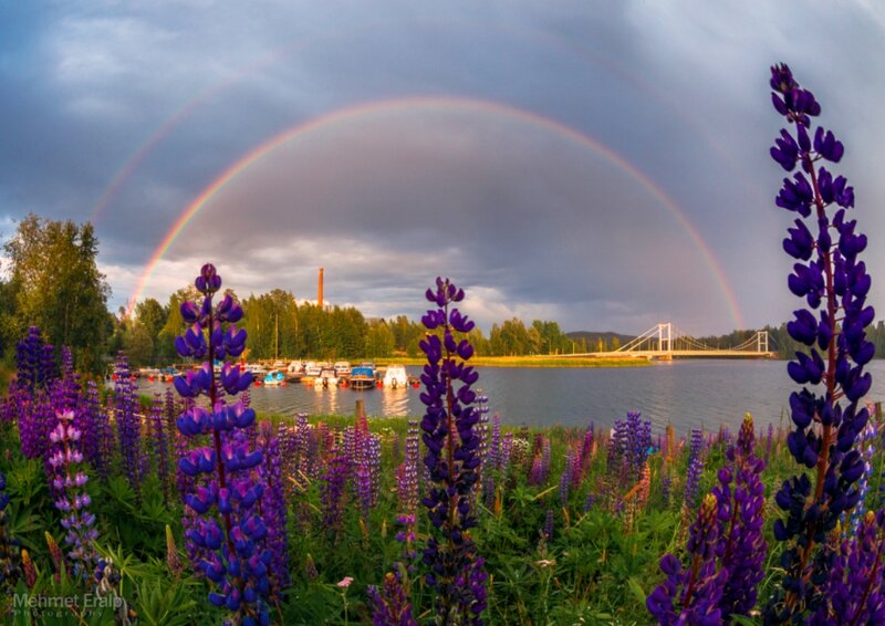 Purple Lupine Flowers — Dramatic, Afternoon, Photograph, Rainbow, Lake