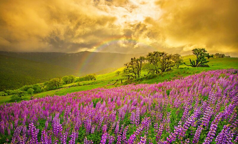 Purple Lupine Flowers — Dramatic, Afternoon, Photograph, Rainbow