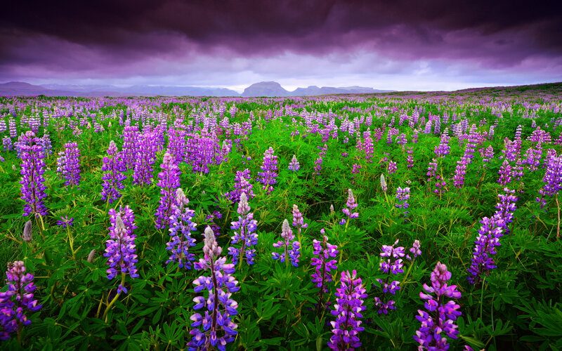 Purple Lupine Flowers — Dramatic, Afternoon, Photograph
