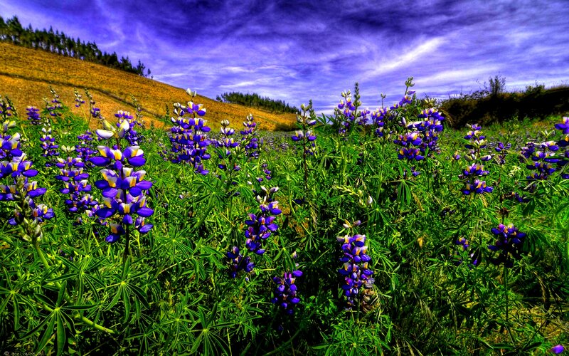 Purple Lupine Flowers — Dramatic, Afternoon