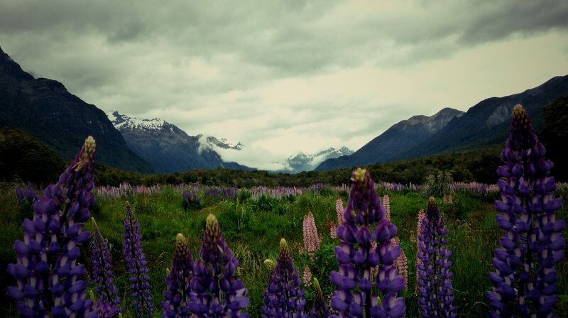 Purple Lupine Flowers — Dramatic, Photograph