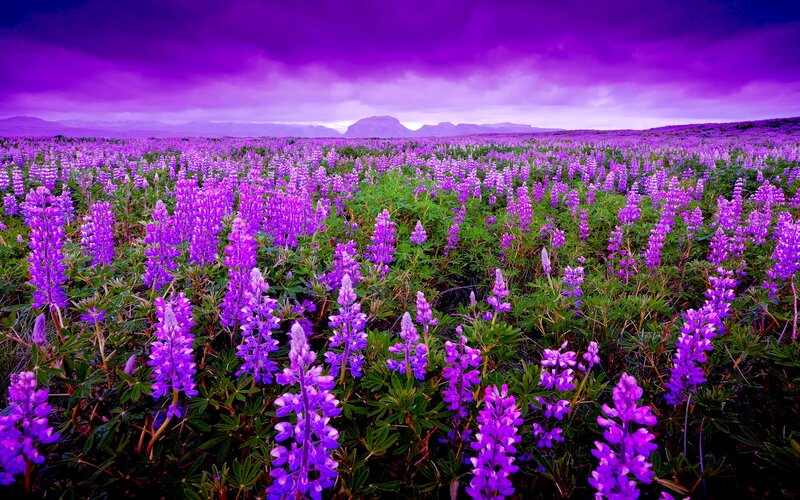 Purple Lupine Flowers — Dramatic, Spring