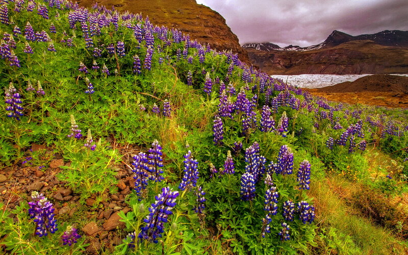 Purple Lupine Flowers — Dramatic, Summer, Photograph