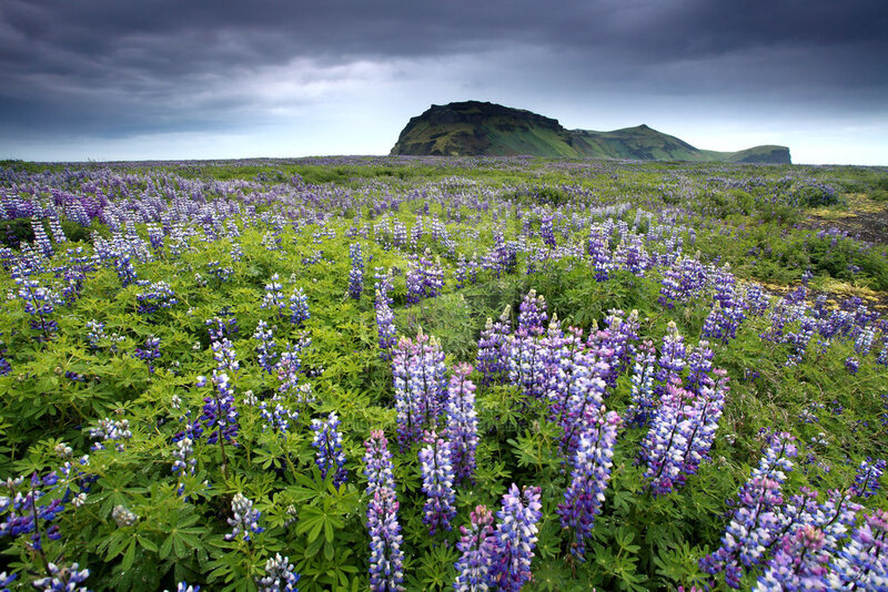 Purple Lupine Flowers — Dramatic, Summer