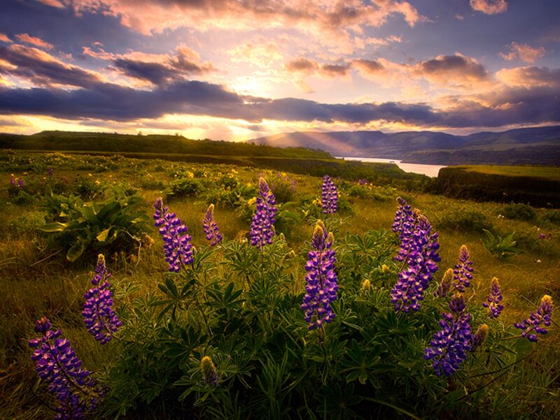 Purple Lupine Flowers — Dramatic, Sunset, Photograph, Field