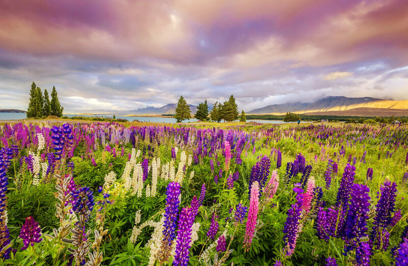 Purple Lupine Flowers — Dramatic, Sunset, Photograph, Lake