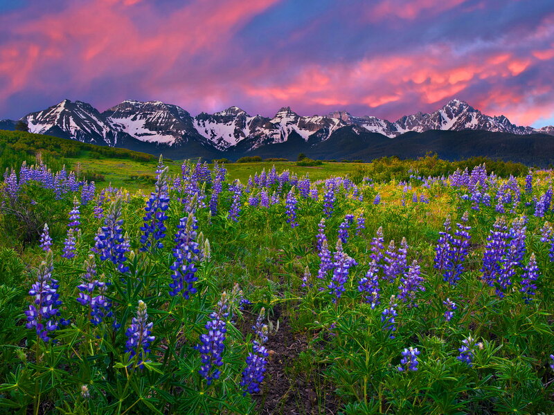 Purple Lupine Flowers — Dramatic, Sunset, Photograph, Mountains, Sky