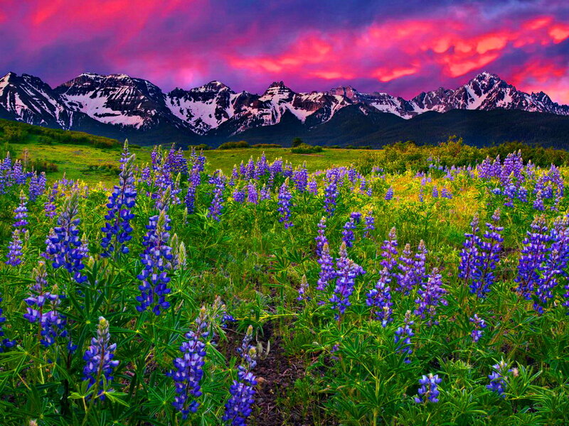 Purple Lupine Flowers — Dramatic, Sunset, Photograph, Mountains