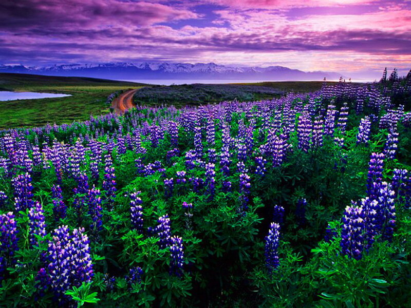 Purple Lupine Flowers — Dramatic, Sunset