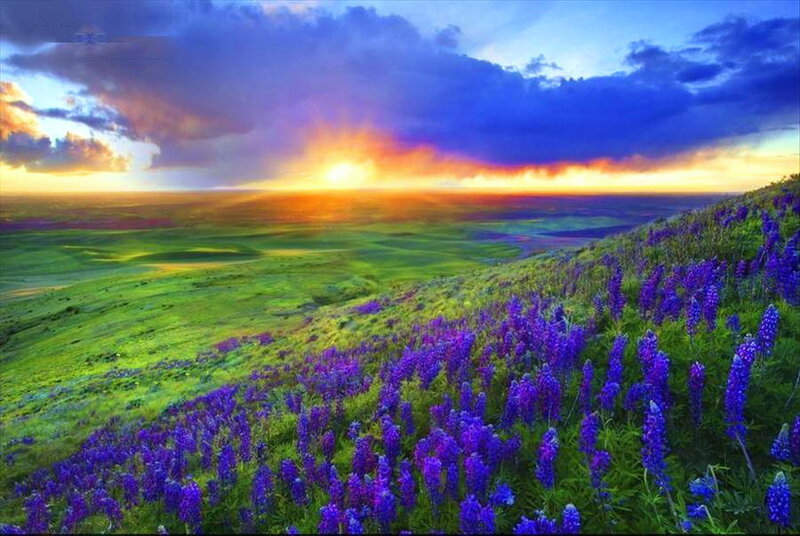 Purple Lupine Flowers — Dramatic