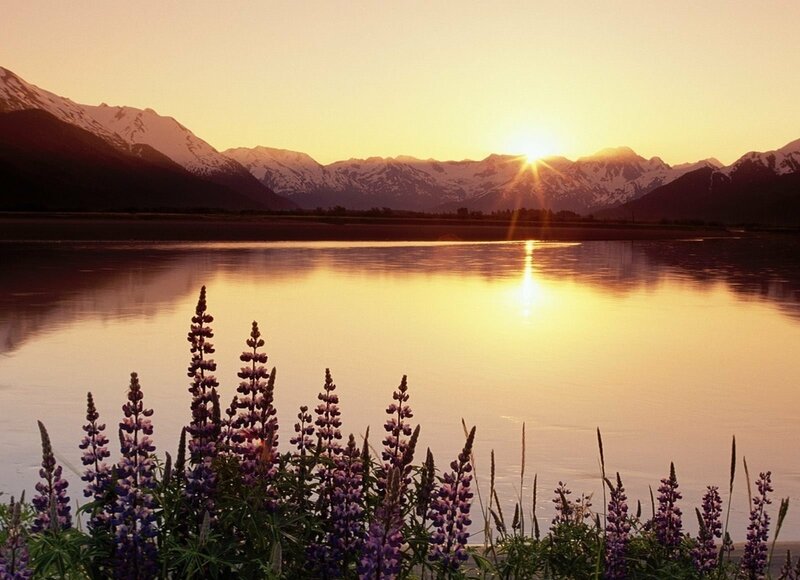 Purple Lupine Flowers — Gold