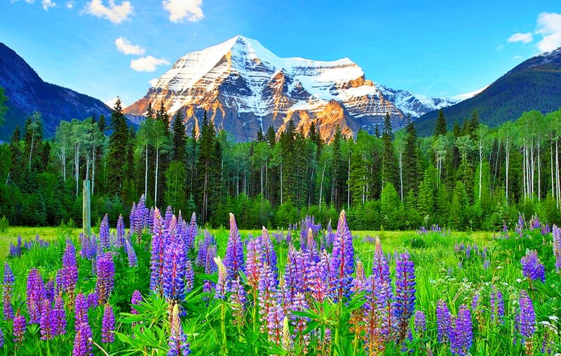 Purple Lupine Flowers — Green, Serene, Summer