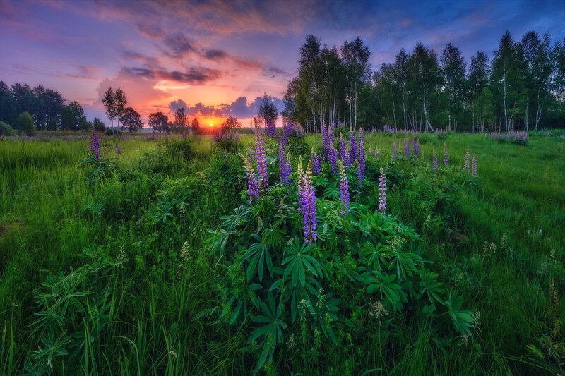 Purple Lupine Flowers — Green, Serene, Sunset, Photograph