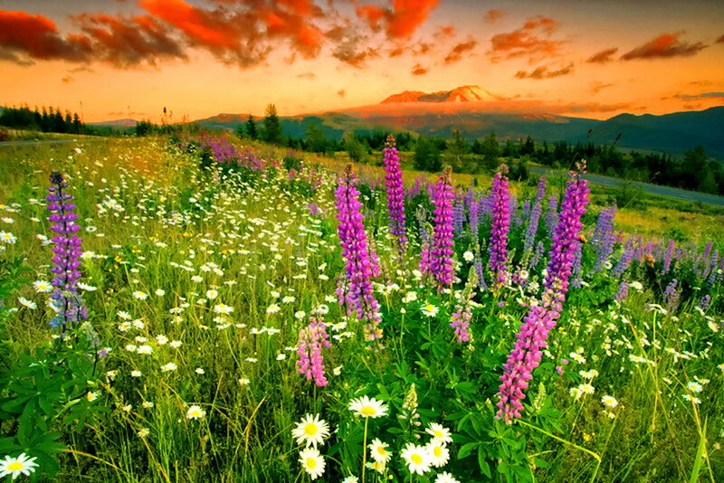 Purple Lupine Flowers — Green, Serene, Sunset