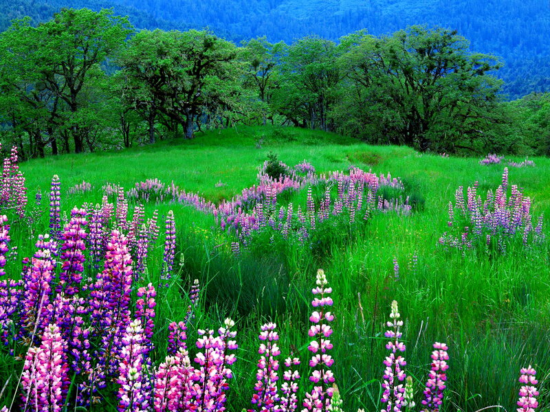 Purple Lupine Flowers — Green, Serene