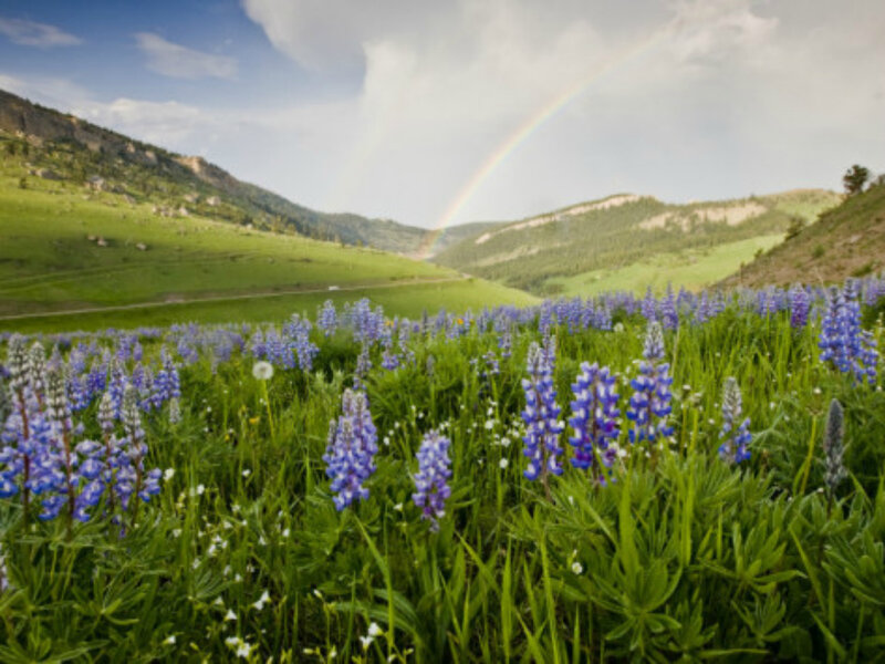 Purple Lupine Flowers — Green