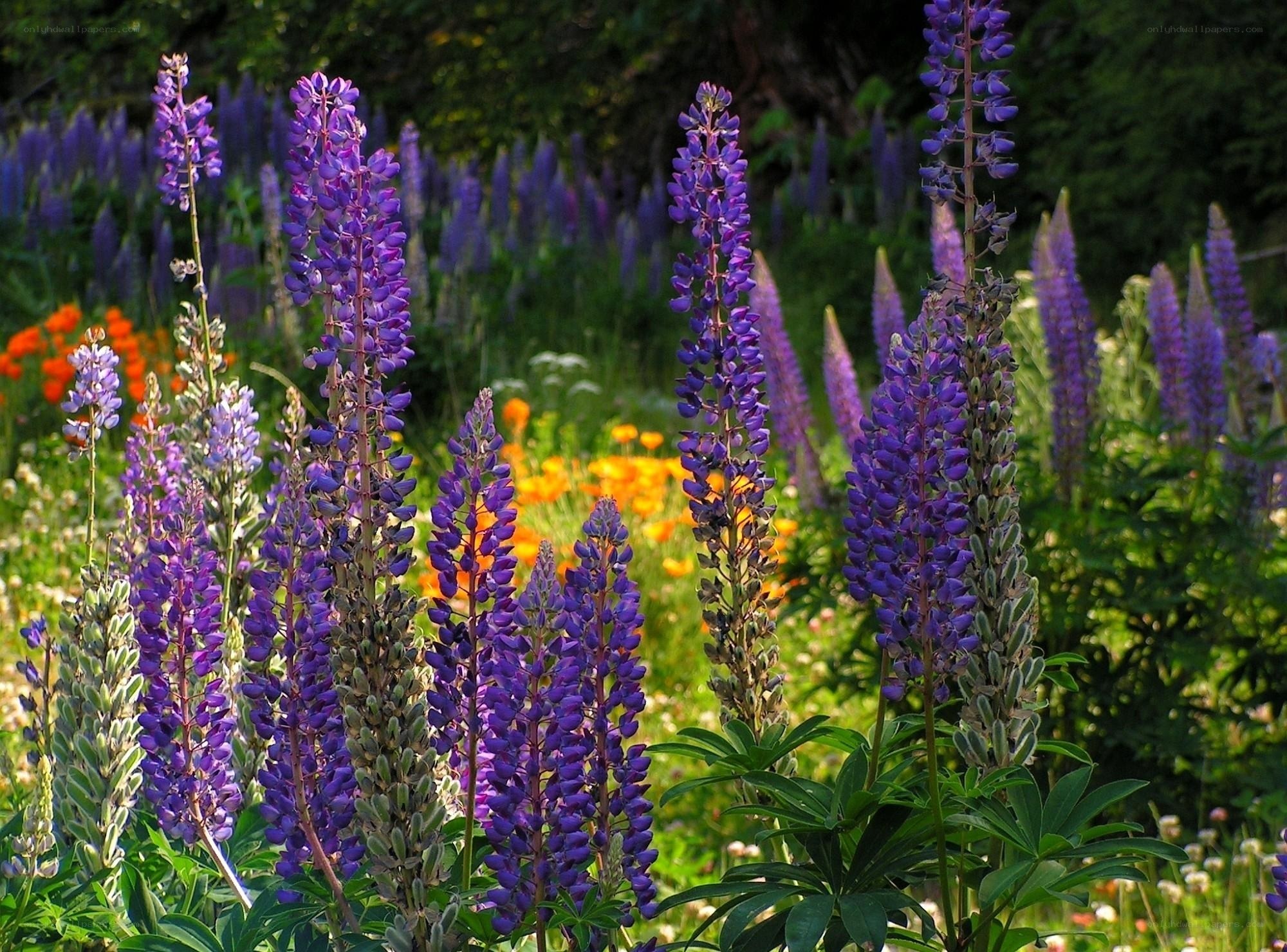 Purple lupine flowers in a garden