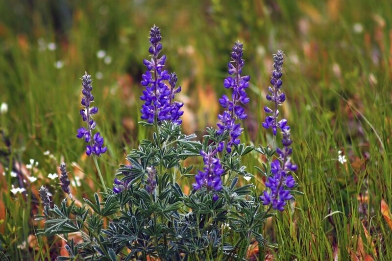 purple lupine flowers in a meadow
