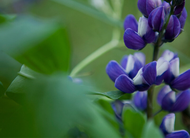 purple lupine flowers in bloom