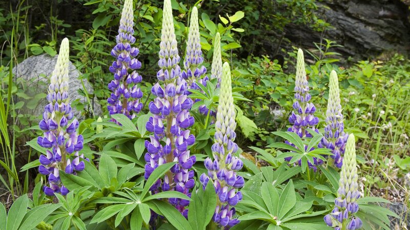 purple lupine flowers in bloom