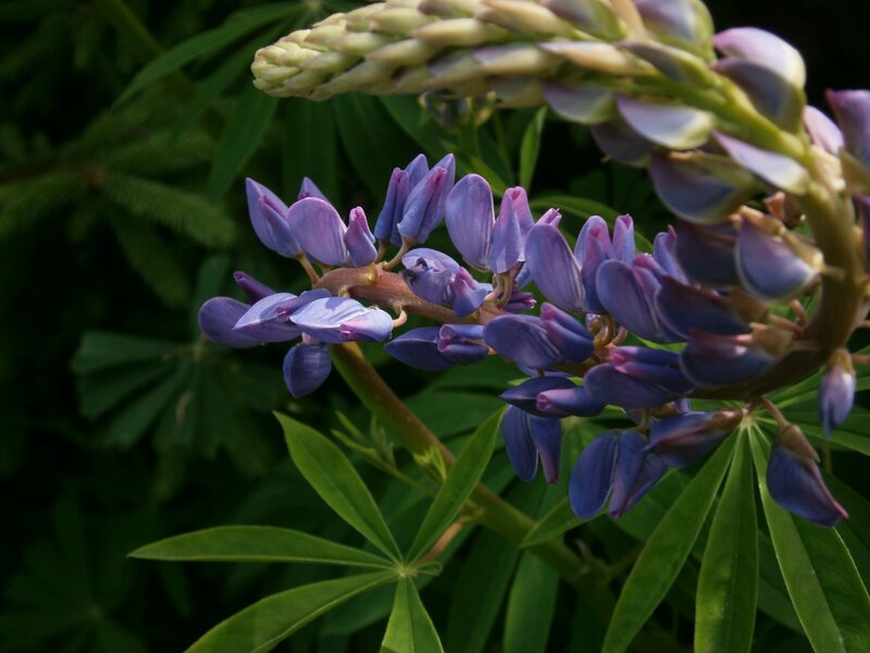 purple lupine flowers in bloom