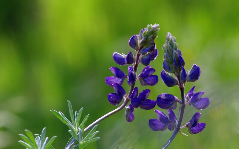 purple lupine flowers in bloom