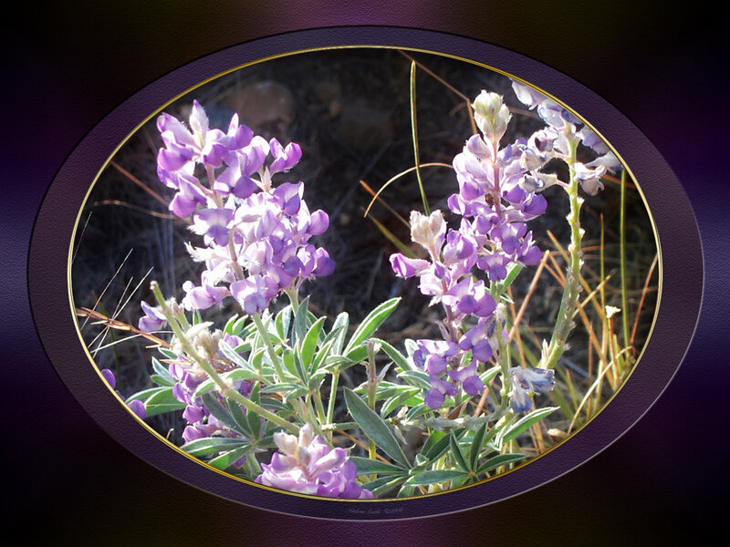 Purple lupine flowers in bloom
