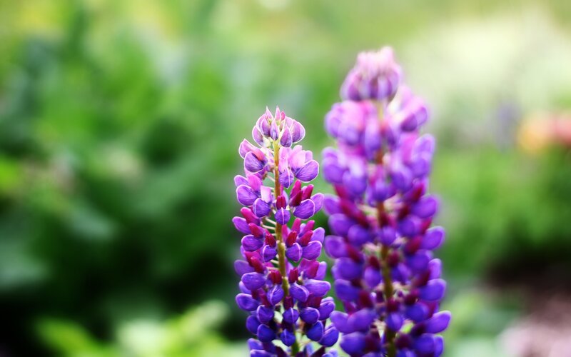 Purple lupine flowers in bloom