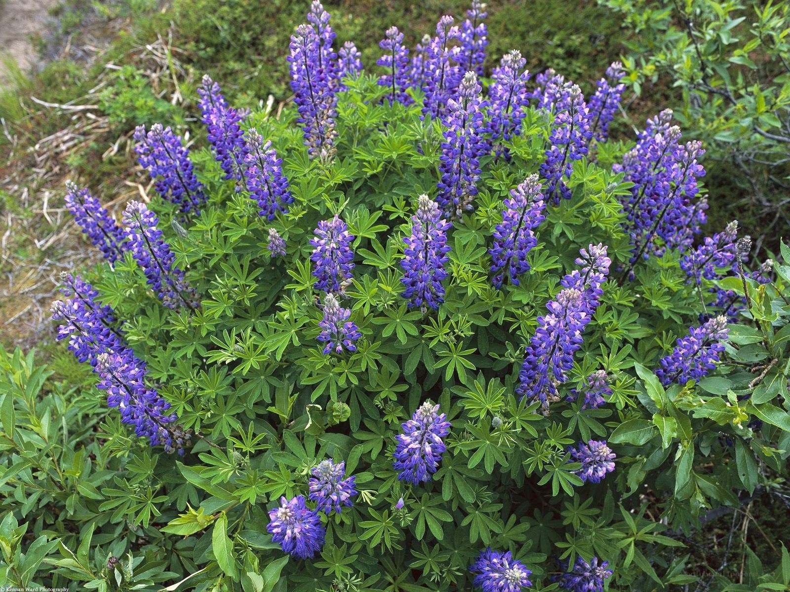 purple lupine flowers in bloom