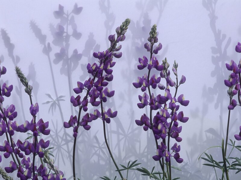 Purple lupine flowers in fog