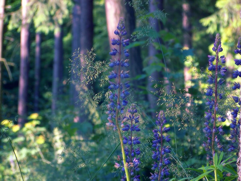 Purple lupine flowers in forest