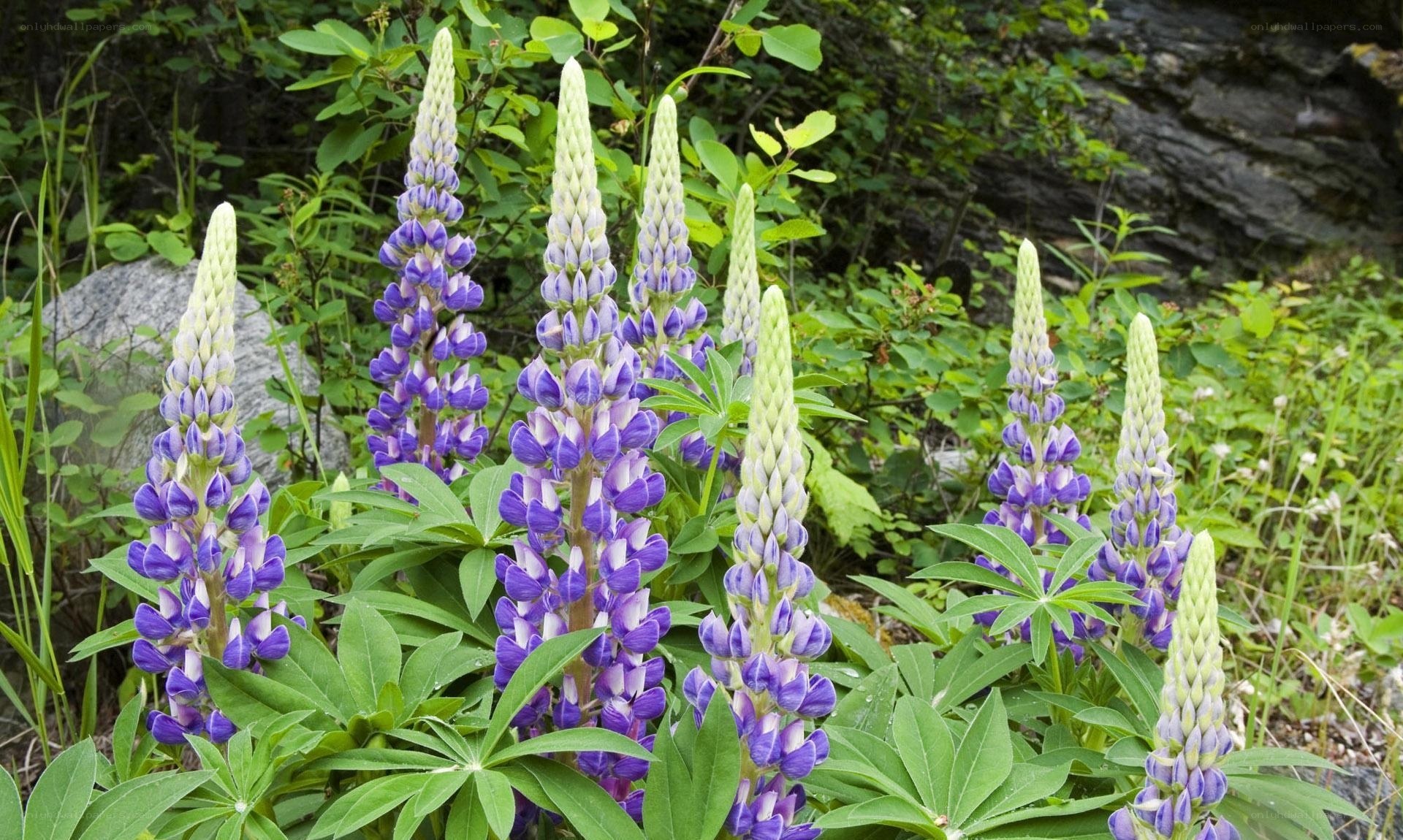 purple lupine flowers in garden