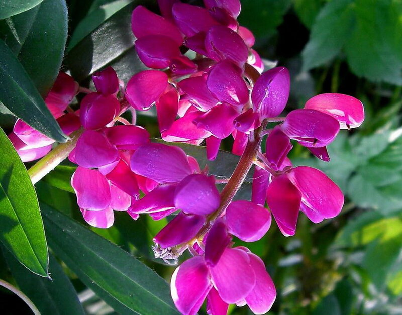 Purple Lupine Flowers — Natural, Afternoon