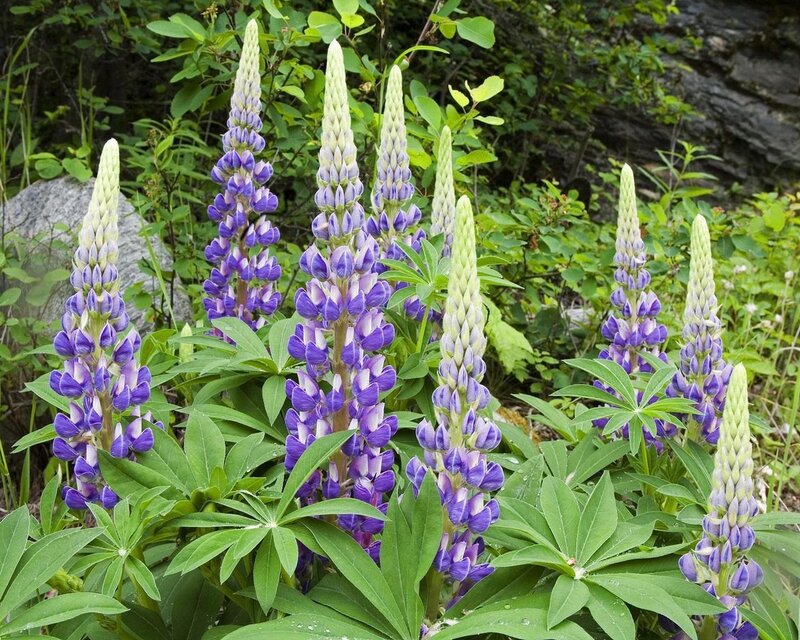 Purple Lupine Flowers — Natural, Summer, Photograph