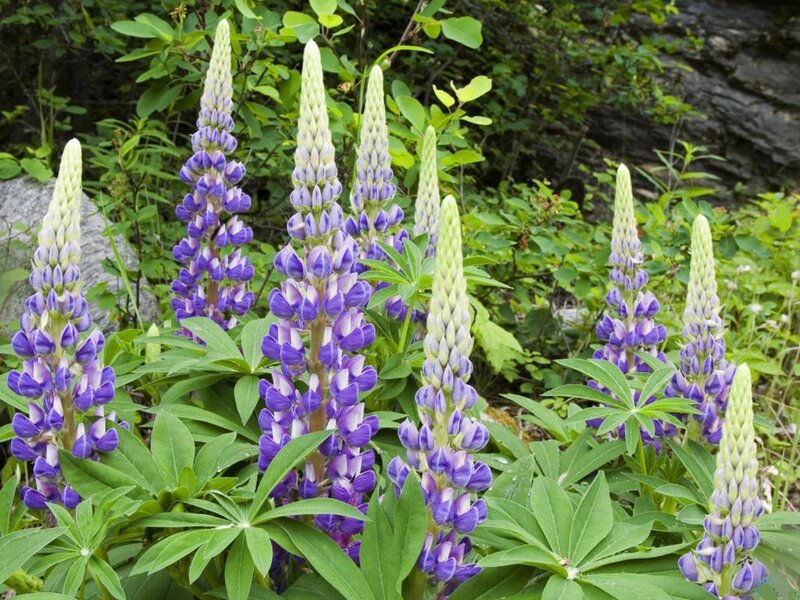 Purple Lupine Flowers — Natural, Summer