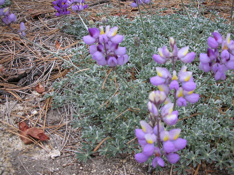 Purple Lupine Flowers — Natural