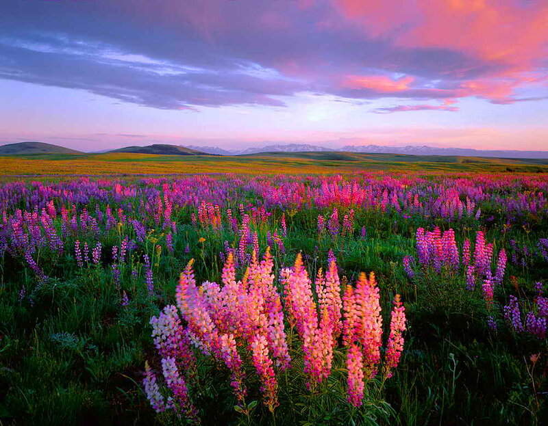 Purple Lupine Flowers — Pink