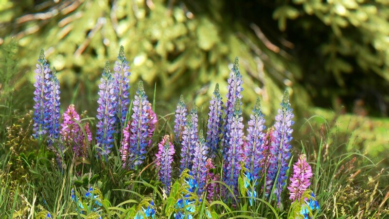 Purple Lupine Flowers — Serene, Afternoon, Photograph, Grass
